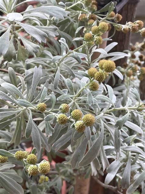 芙蓉菊避邪|【家庭親子】〈植物大觀園〉辟邪植物 有帶有保庇